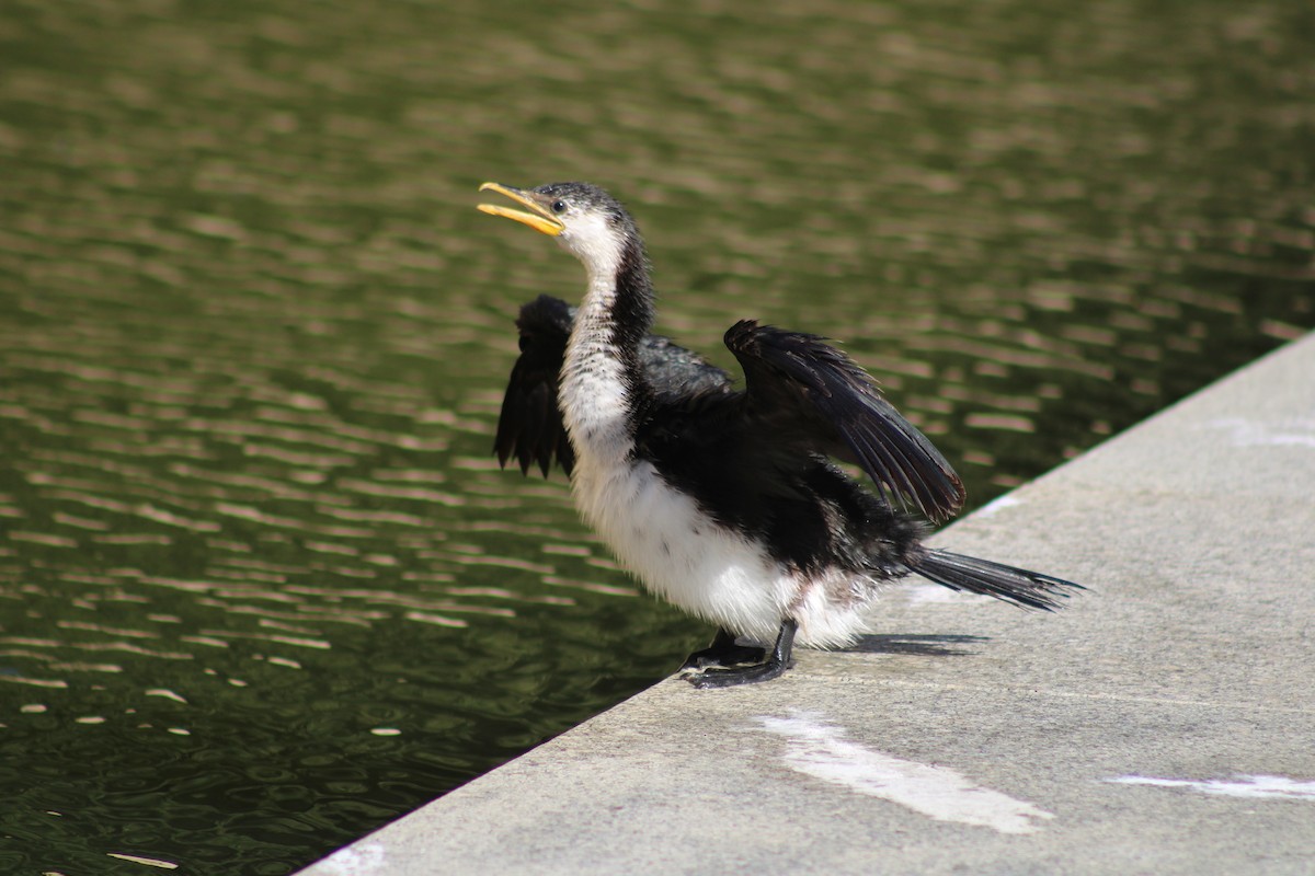 Little Pied Cormorant - Grady Duffy