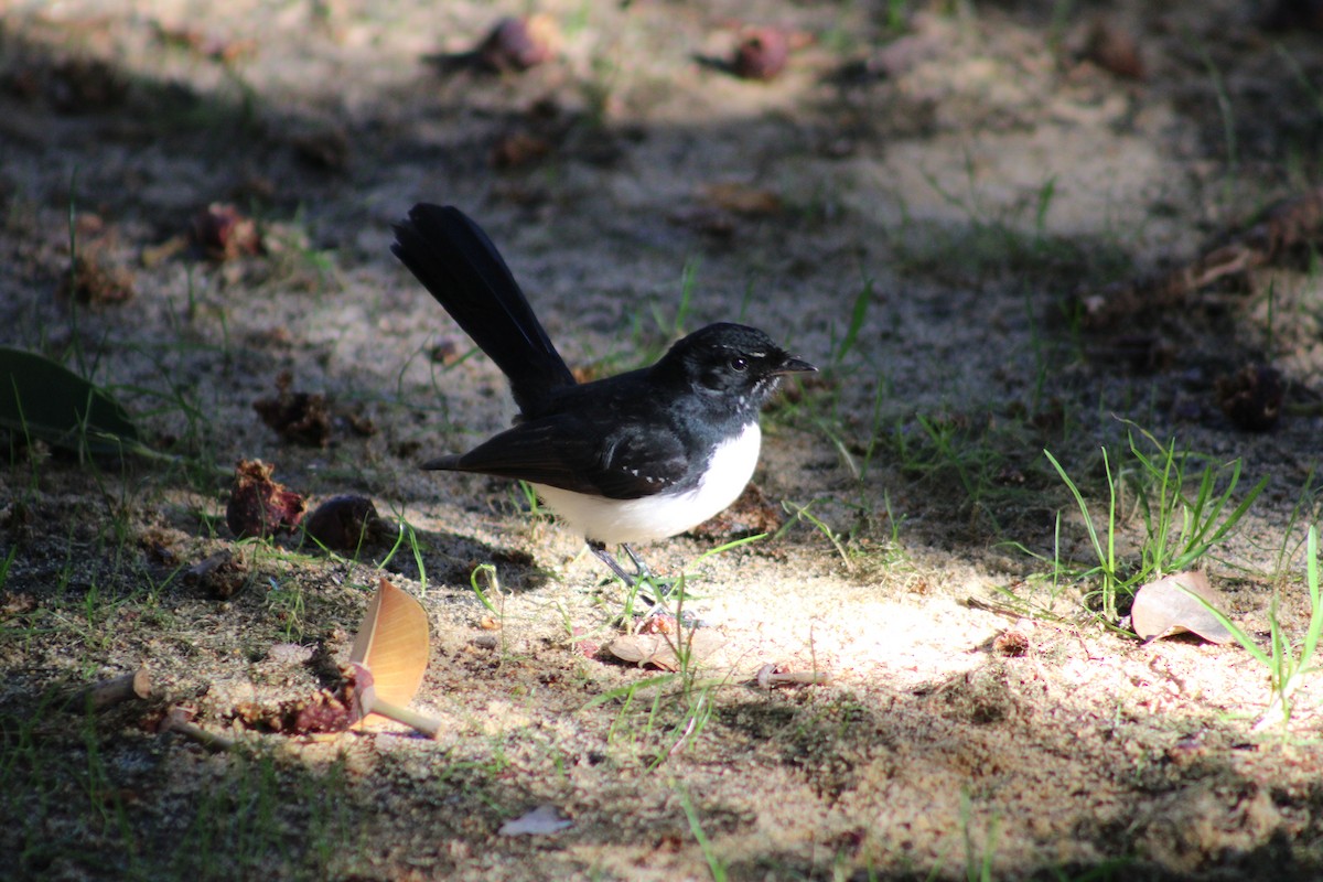 Willie-wagtail - ML621156650