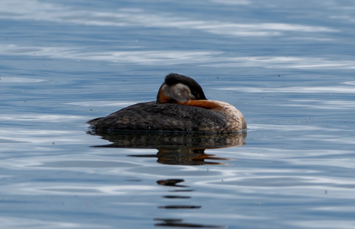 Red-necked Grebe - ML621156661