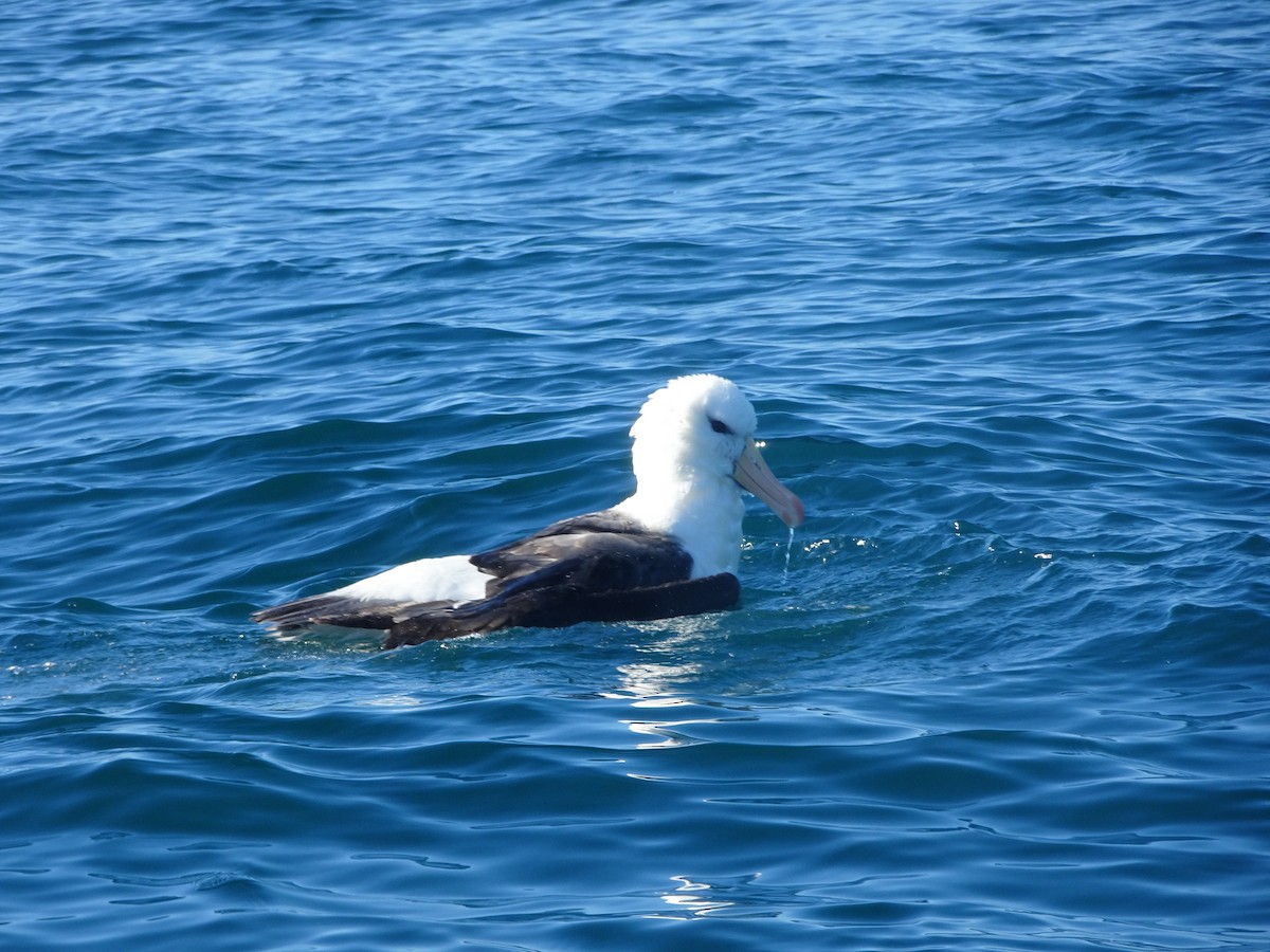 Чернобровый альбатрос - ML621156670