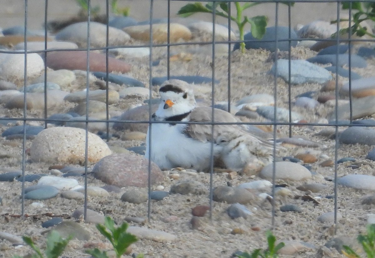 Piping Plover - ML621156681