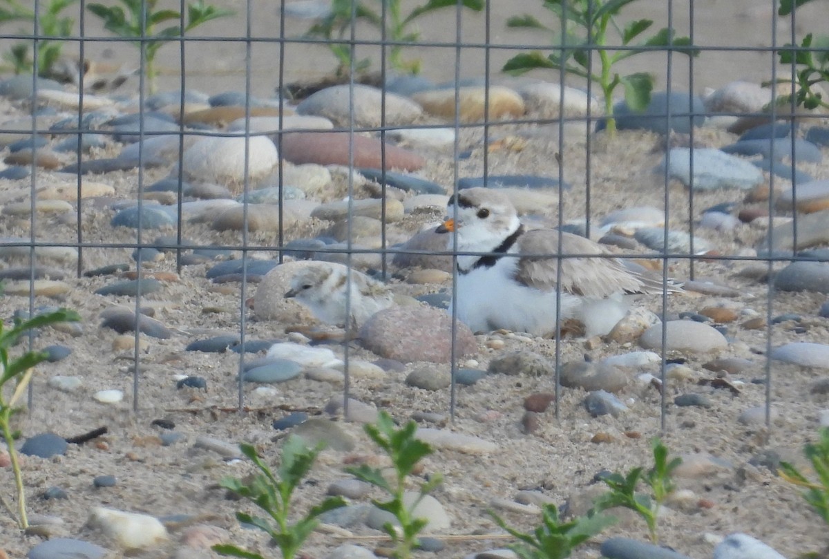 Piping Plover - ML621156682