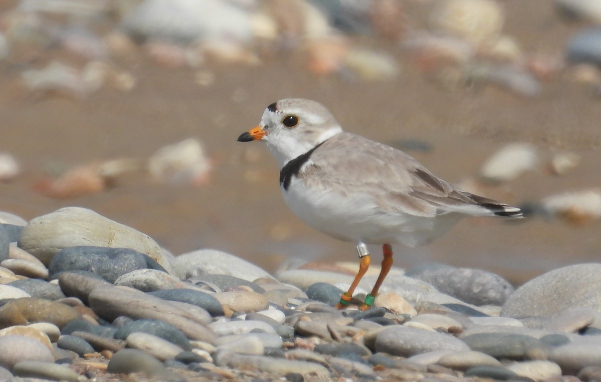 Piping Plover - ML621156685