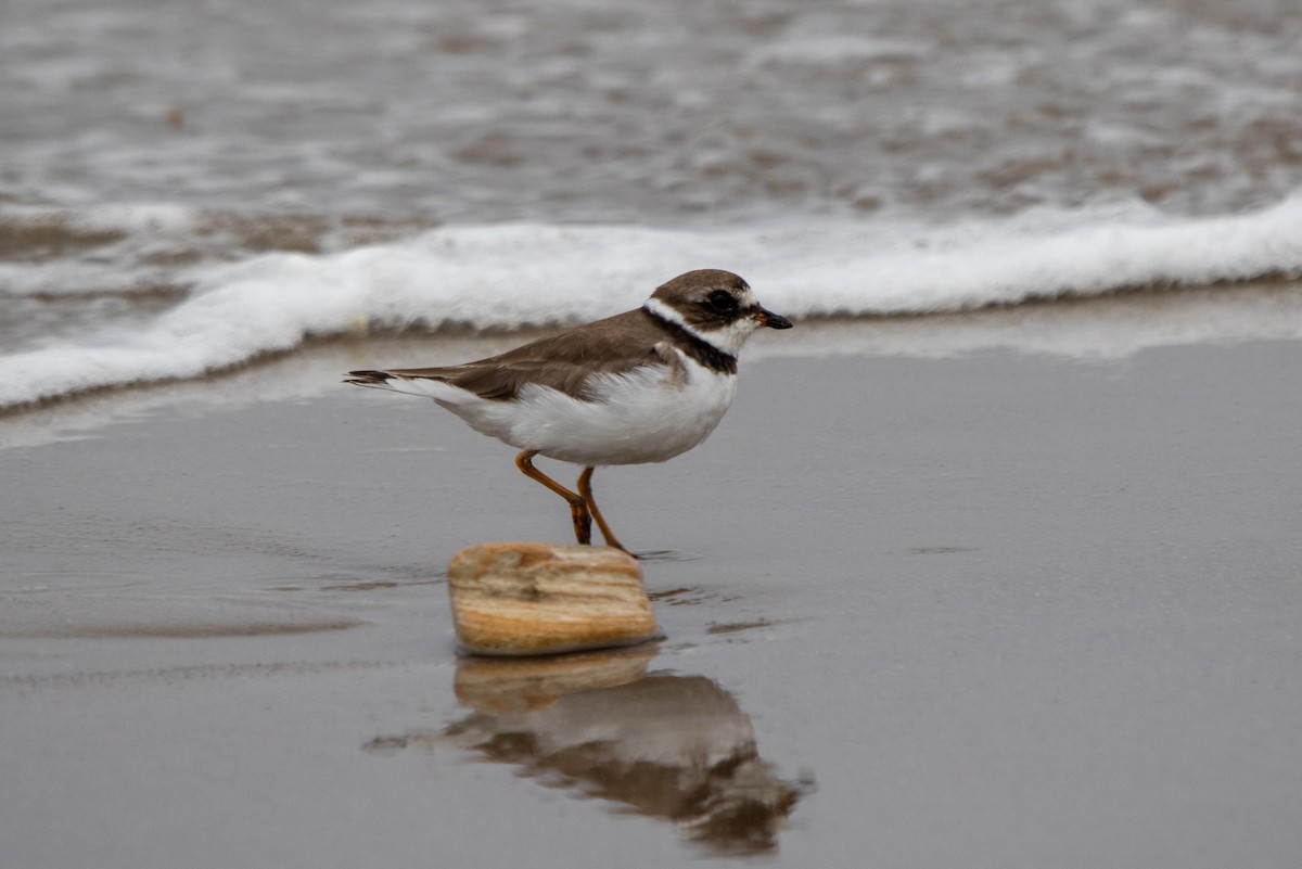 Semipalmated Plover - ML621156743