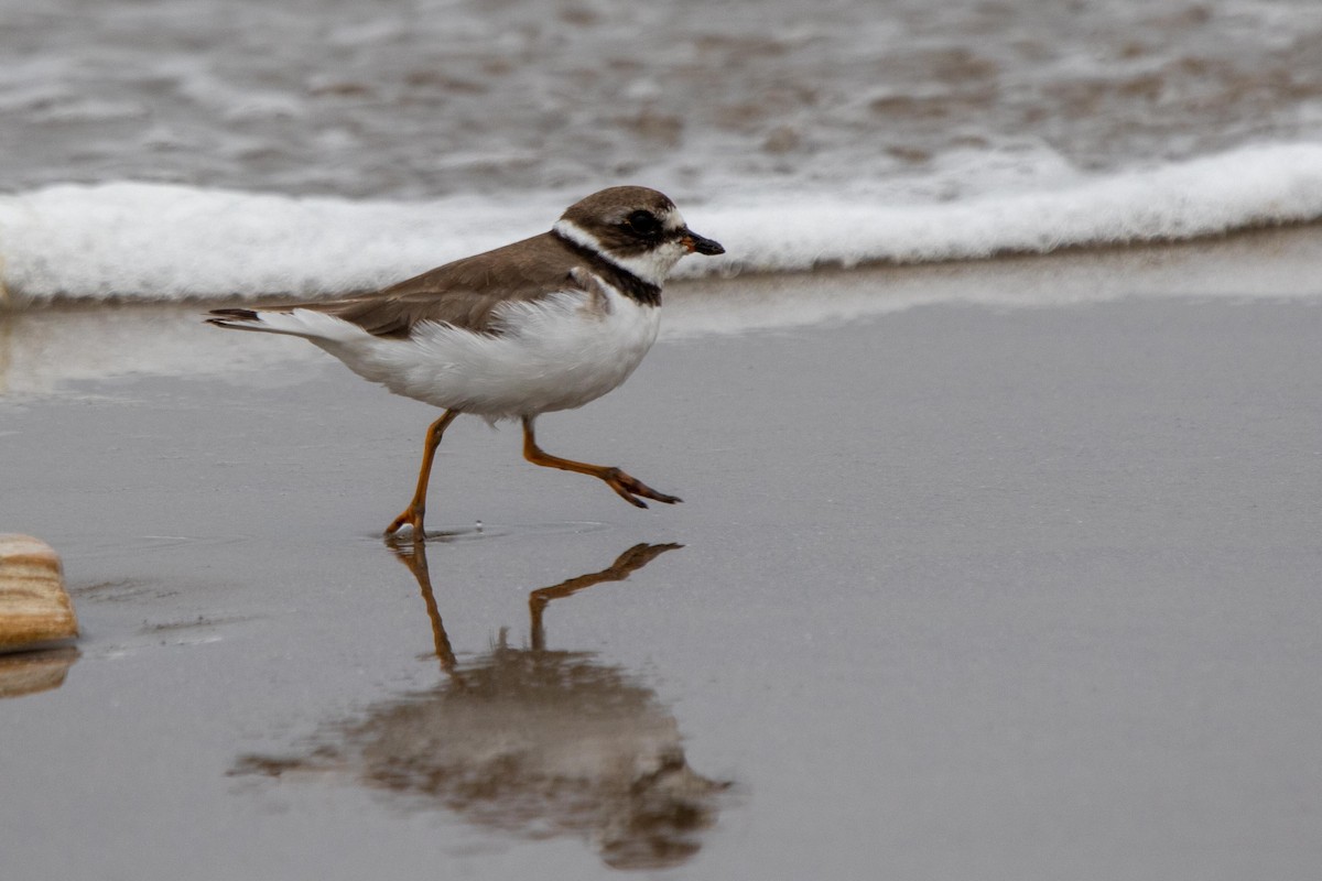 Semipalmated Plover - ML621156744