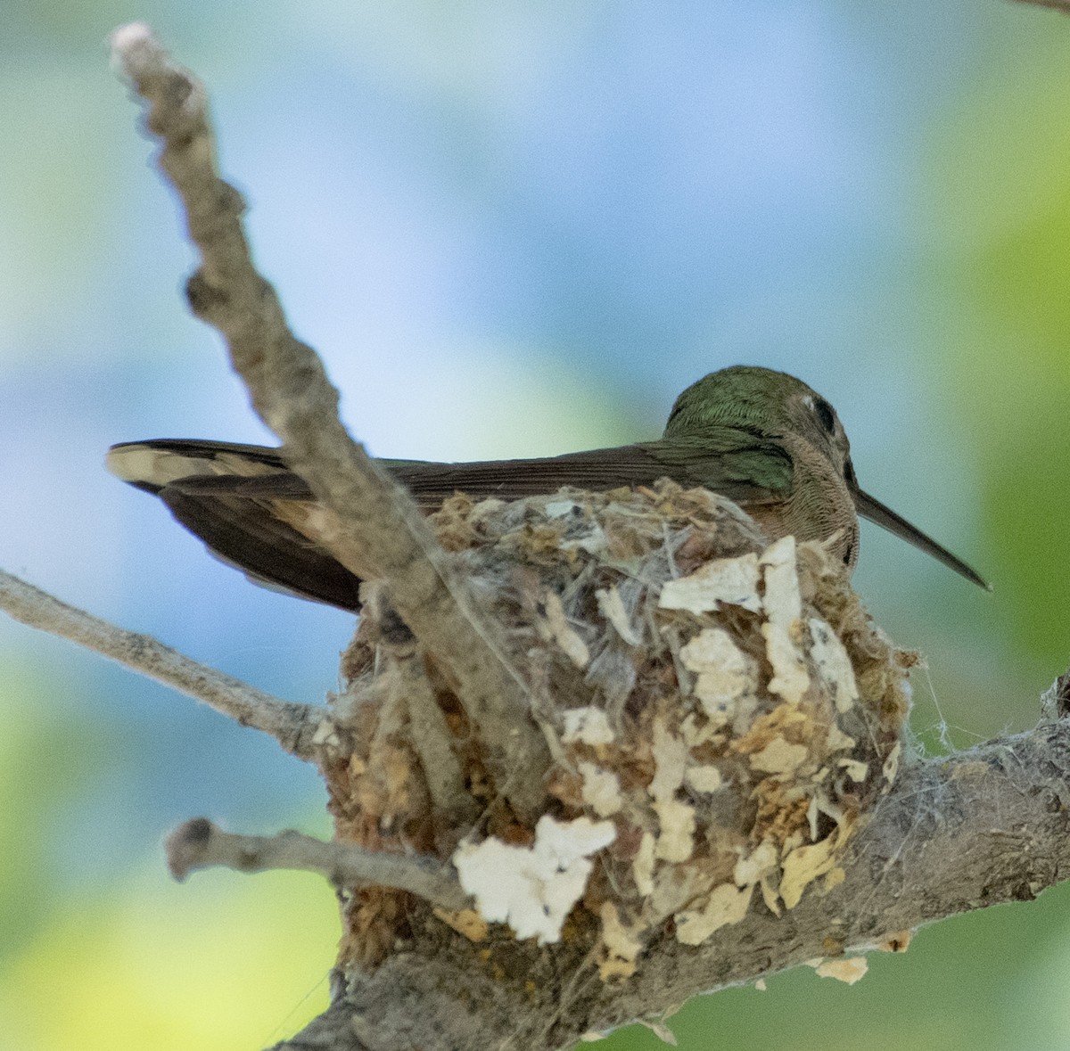 Broad-tailed Hummingbird - ML621156751