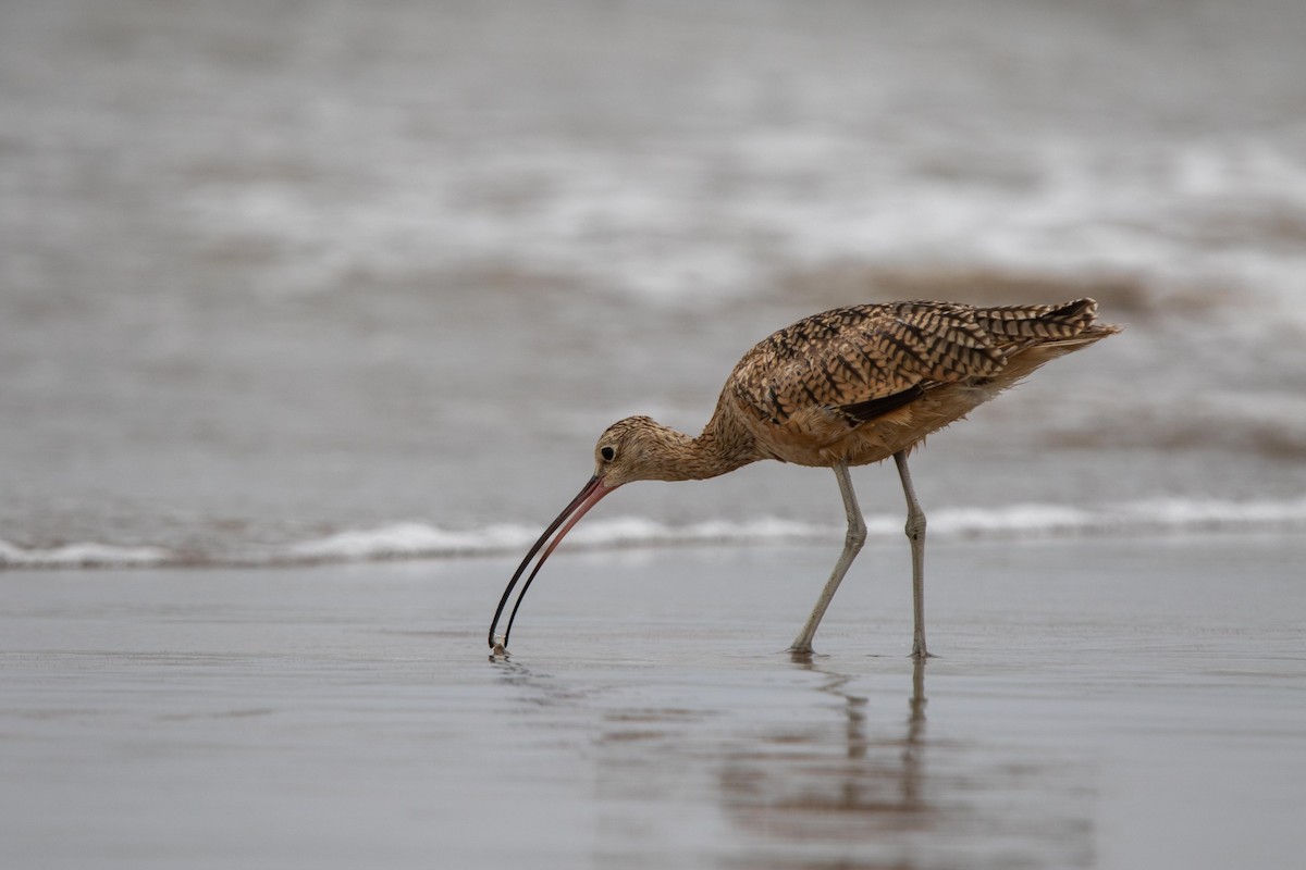 Long-billed Curlew - ML621156765