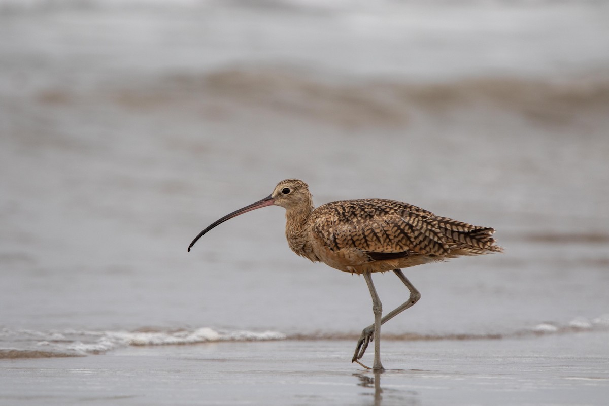 Long-billed Curlew - ML621156766