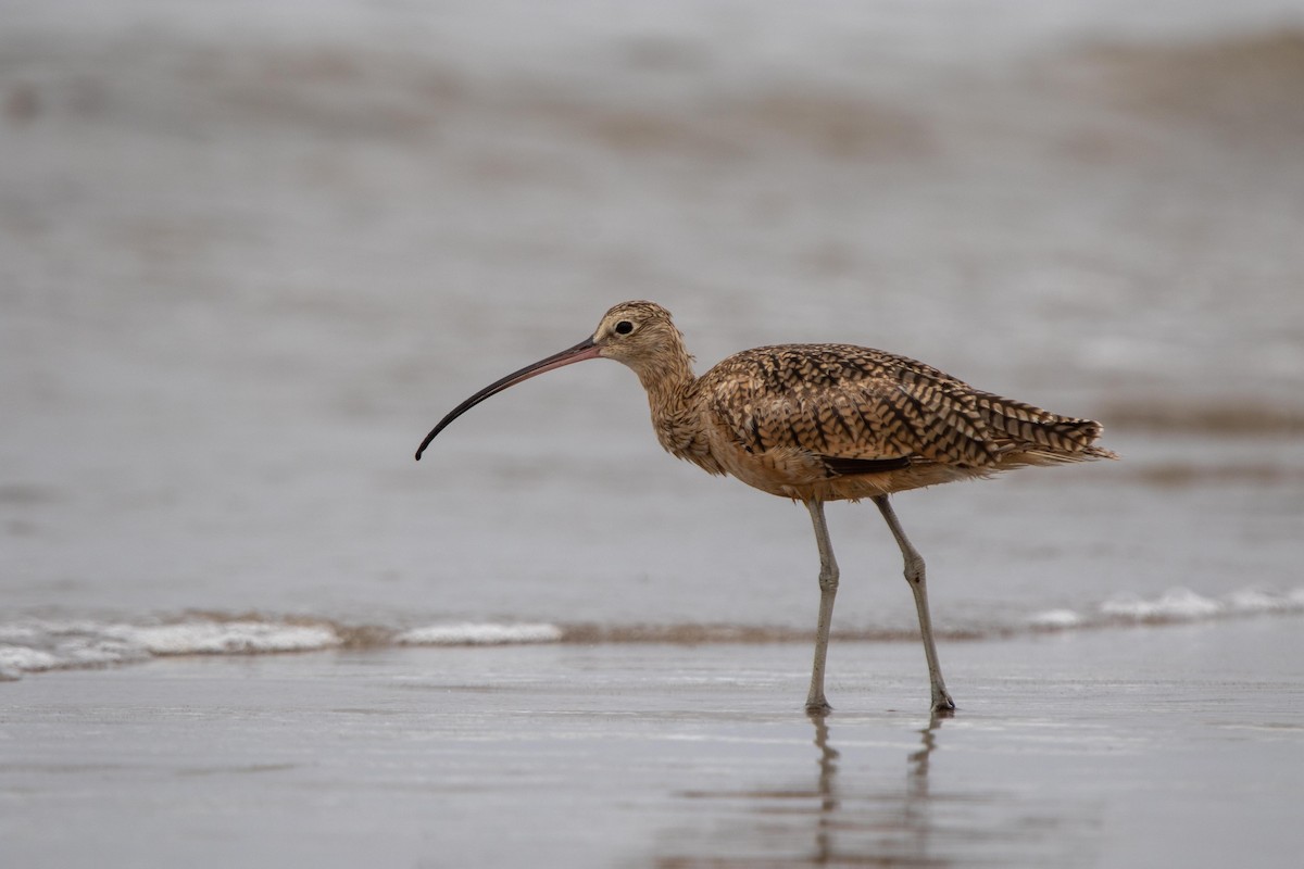 Long-billed Curlew - ML621156767