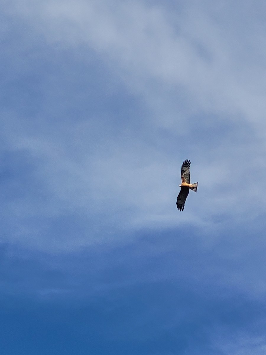 Square-tailed Kite - ML621156783