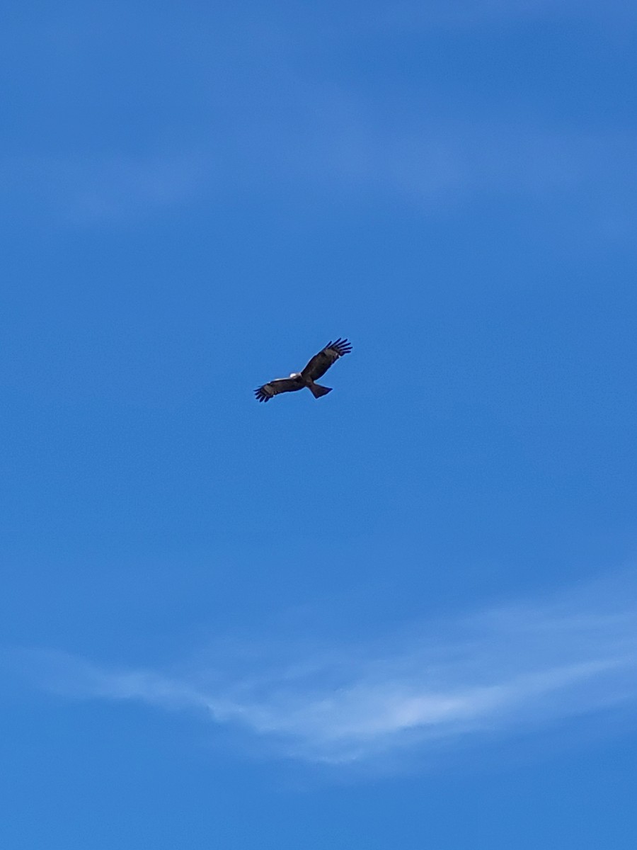 Square-tailed Kite - ML621156784