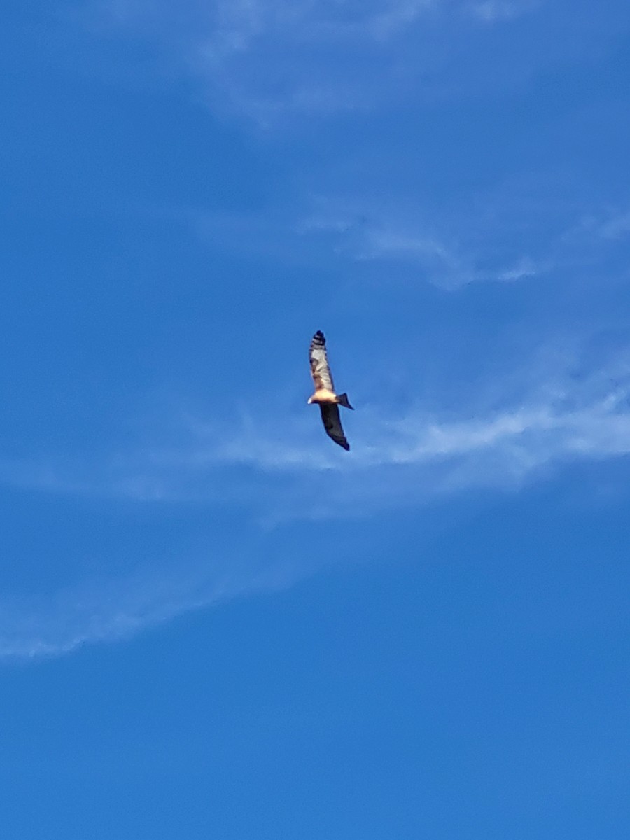 Square-tailed Kite - ML621156785