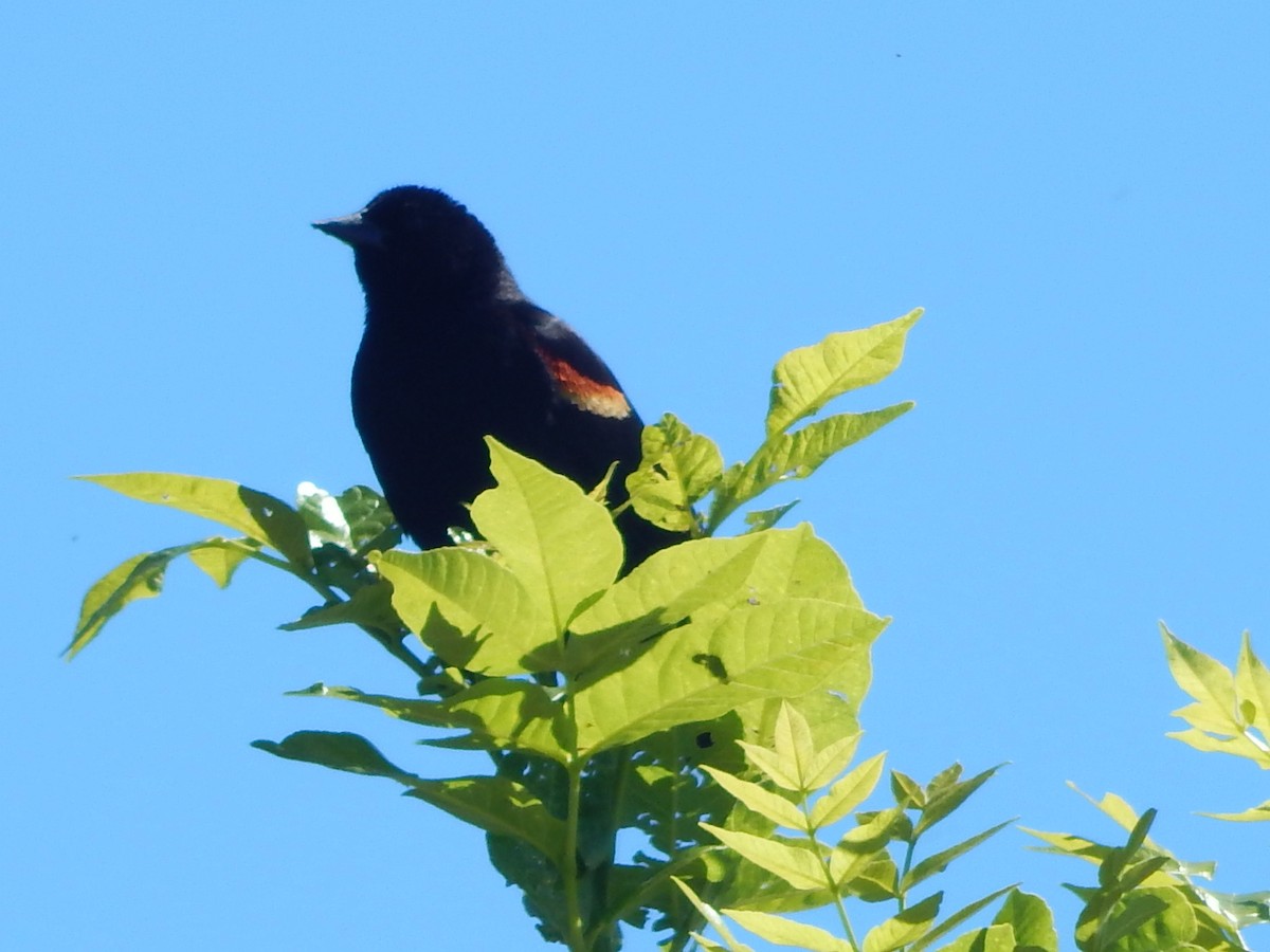 Red-winged Blackbird - ML621156786