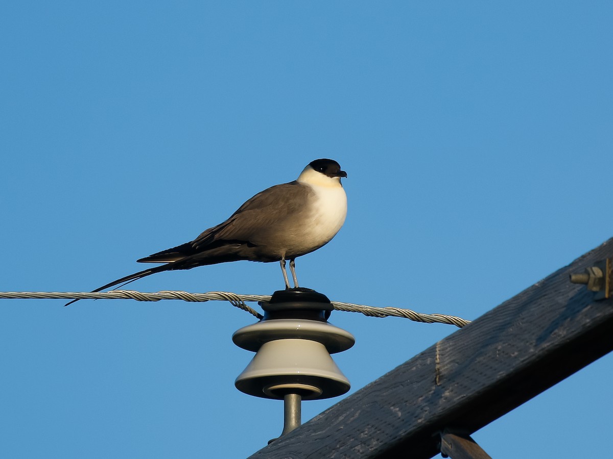 Long-tailed Jaeger - ML621156792