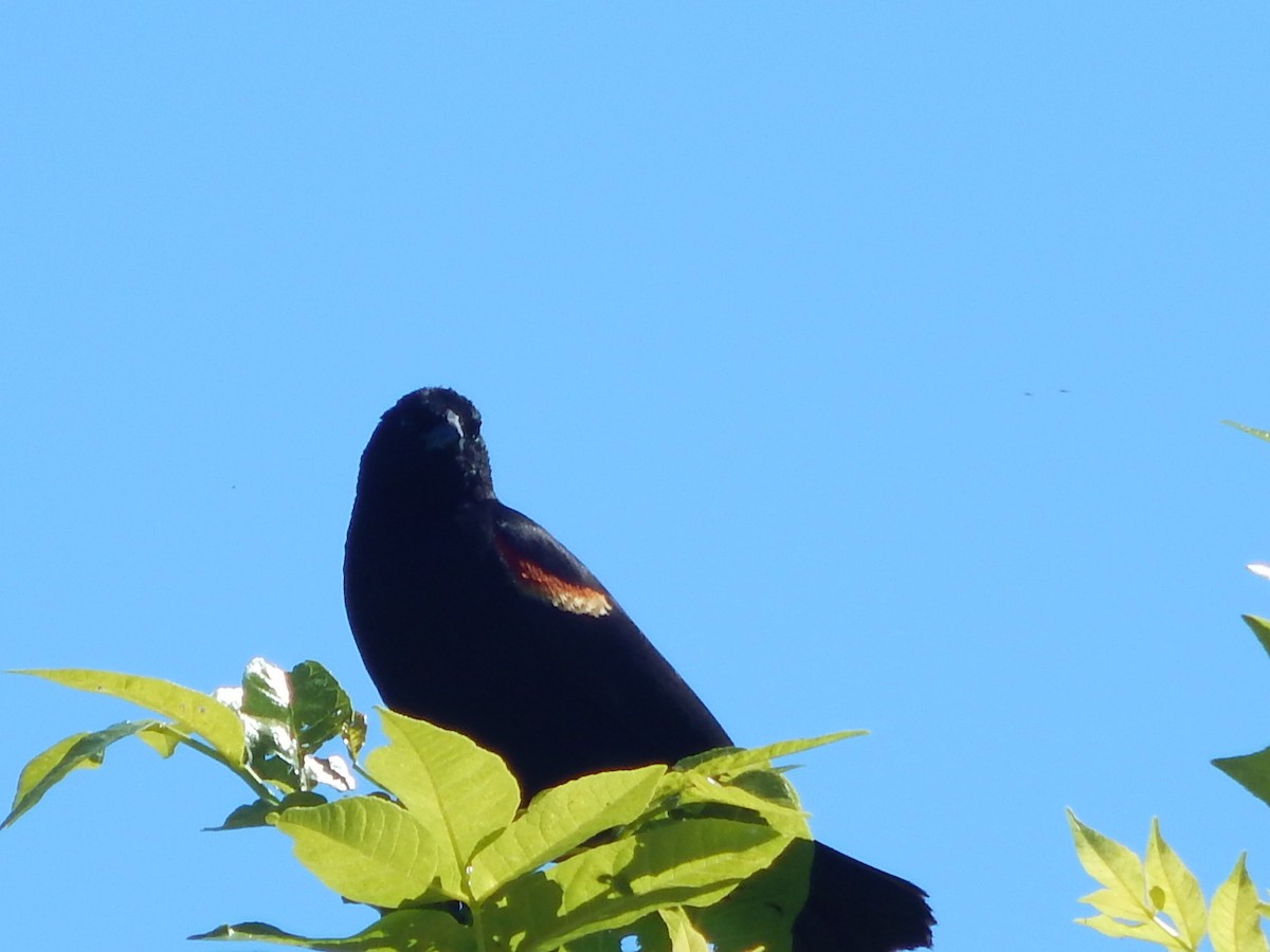 Red-winged Blackbird - ML621156794