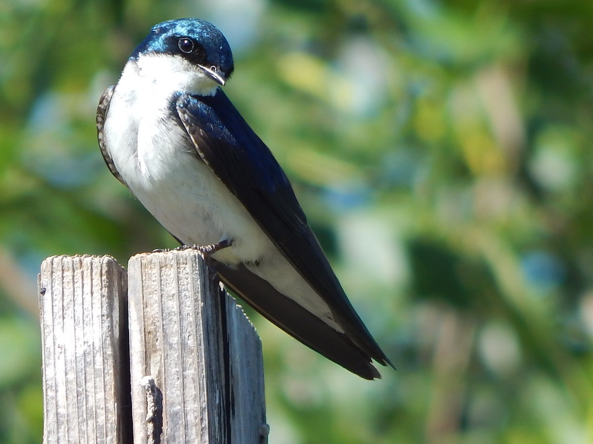 ML621156820 - Tree Swallow - Macaulay Library