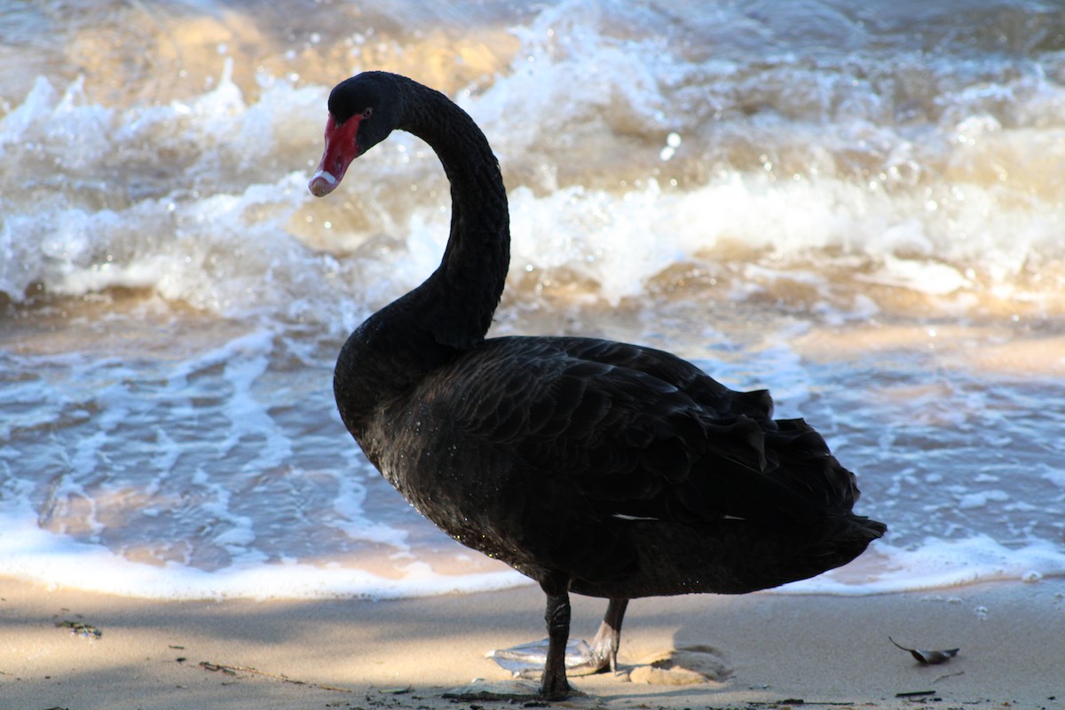 Black Swan - ML621156836