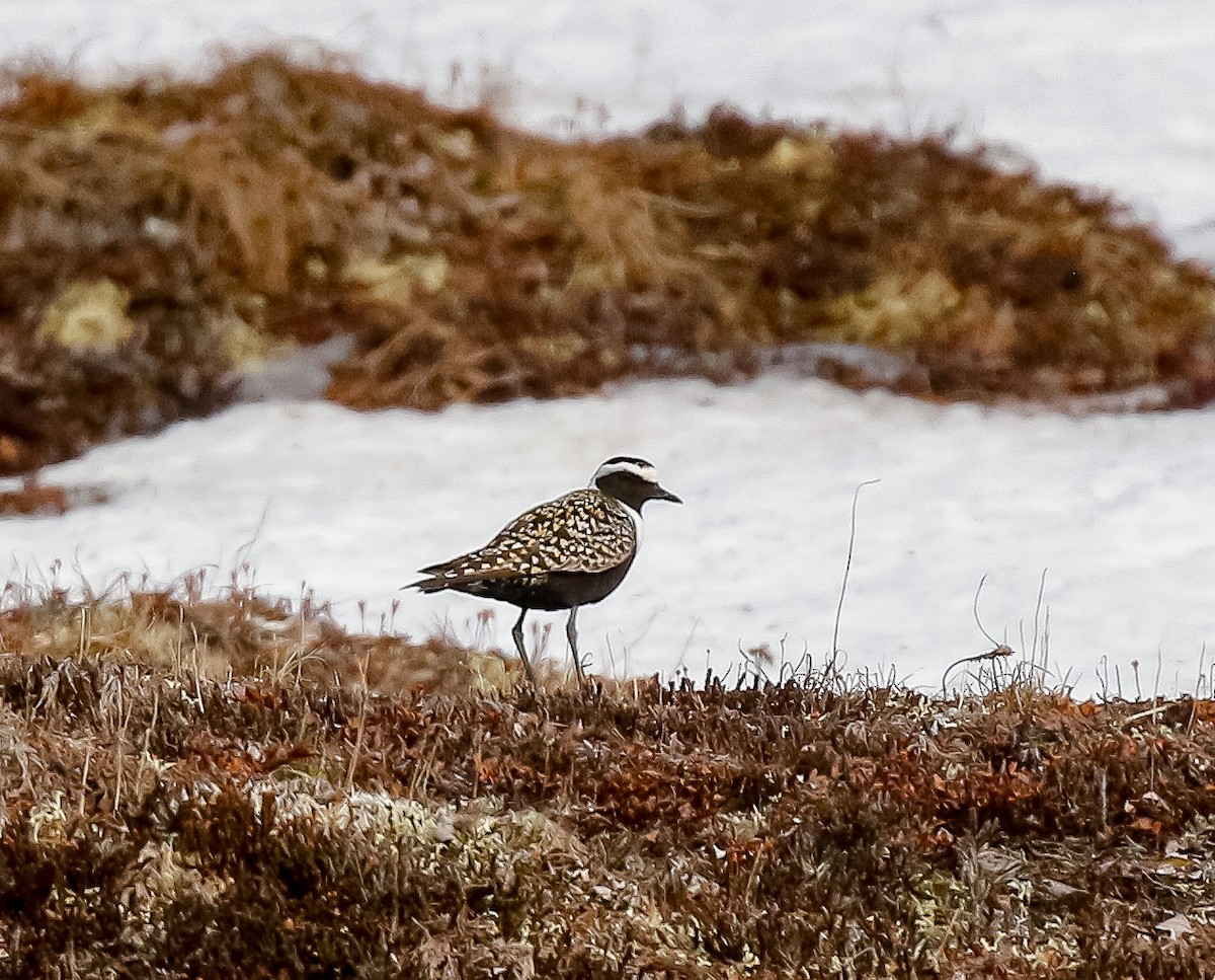 American Golden-Plover - ML621156845