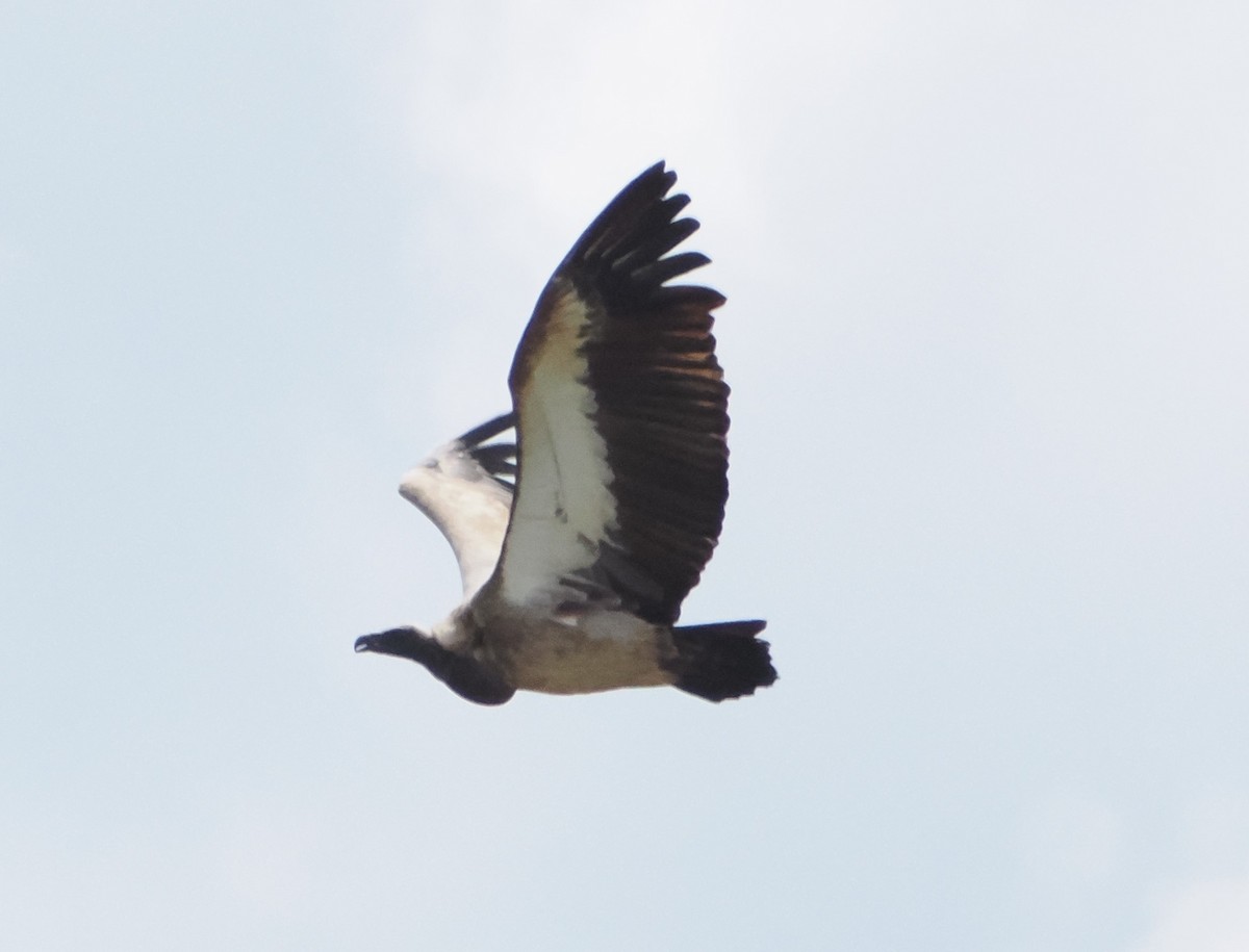 White-backed Vulture - ML621156867