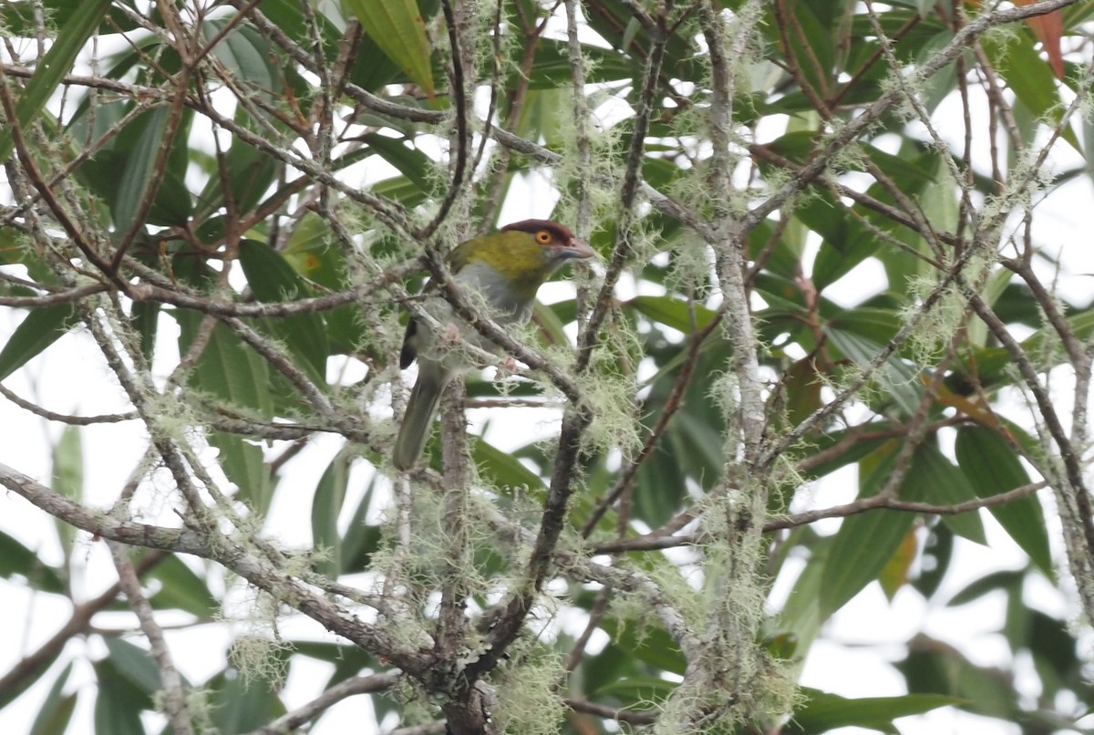 Краснобровый попугаевый виреон - ML621156888