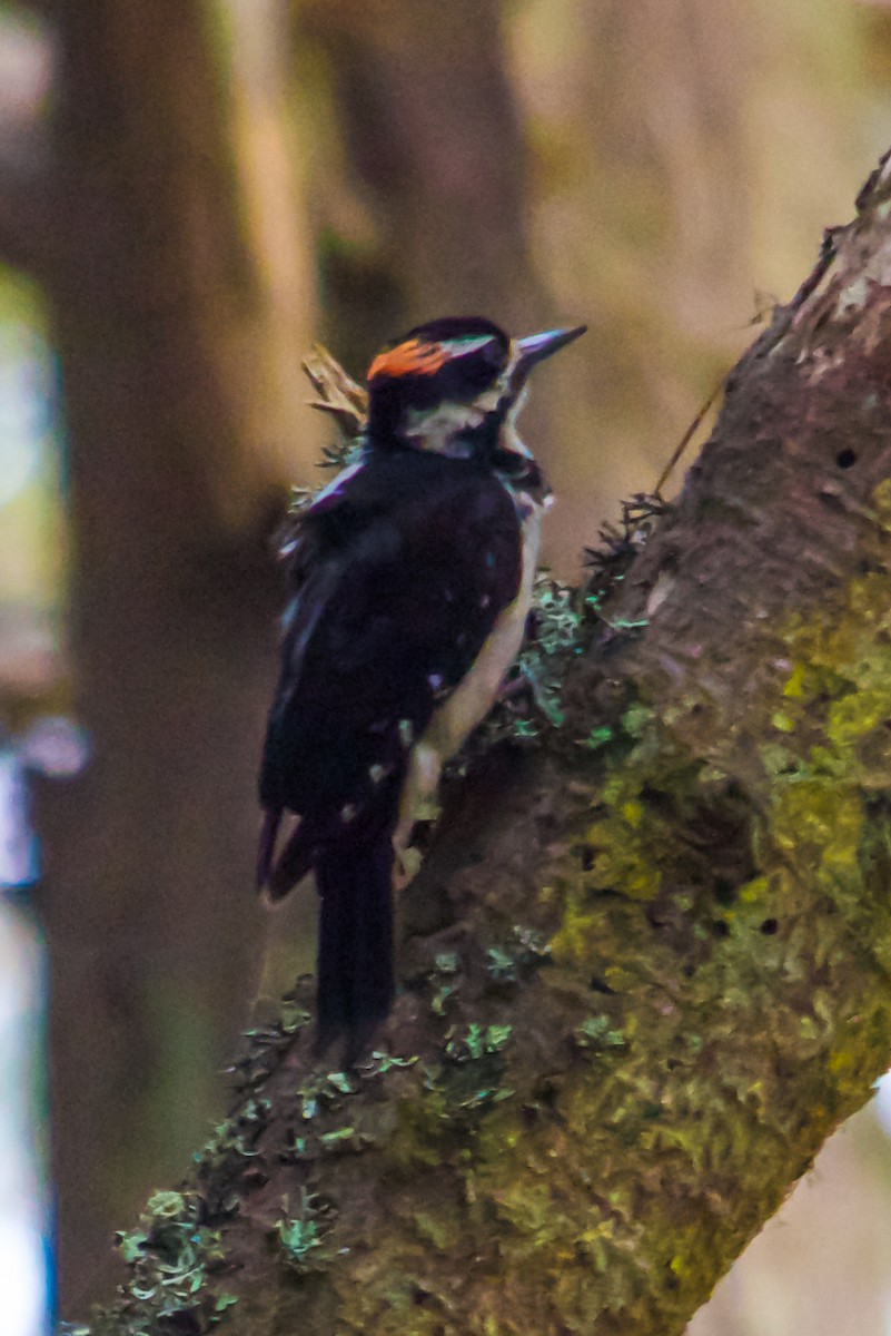 Hairy Woodpecker - ML621156901