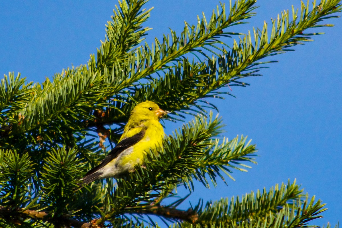 American Goldfinch - ML621156903