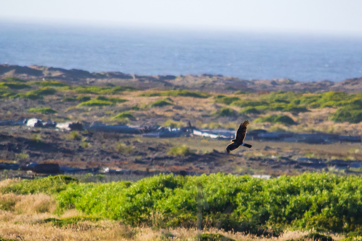 Northern Harrier - ML621156910