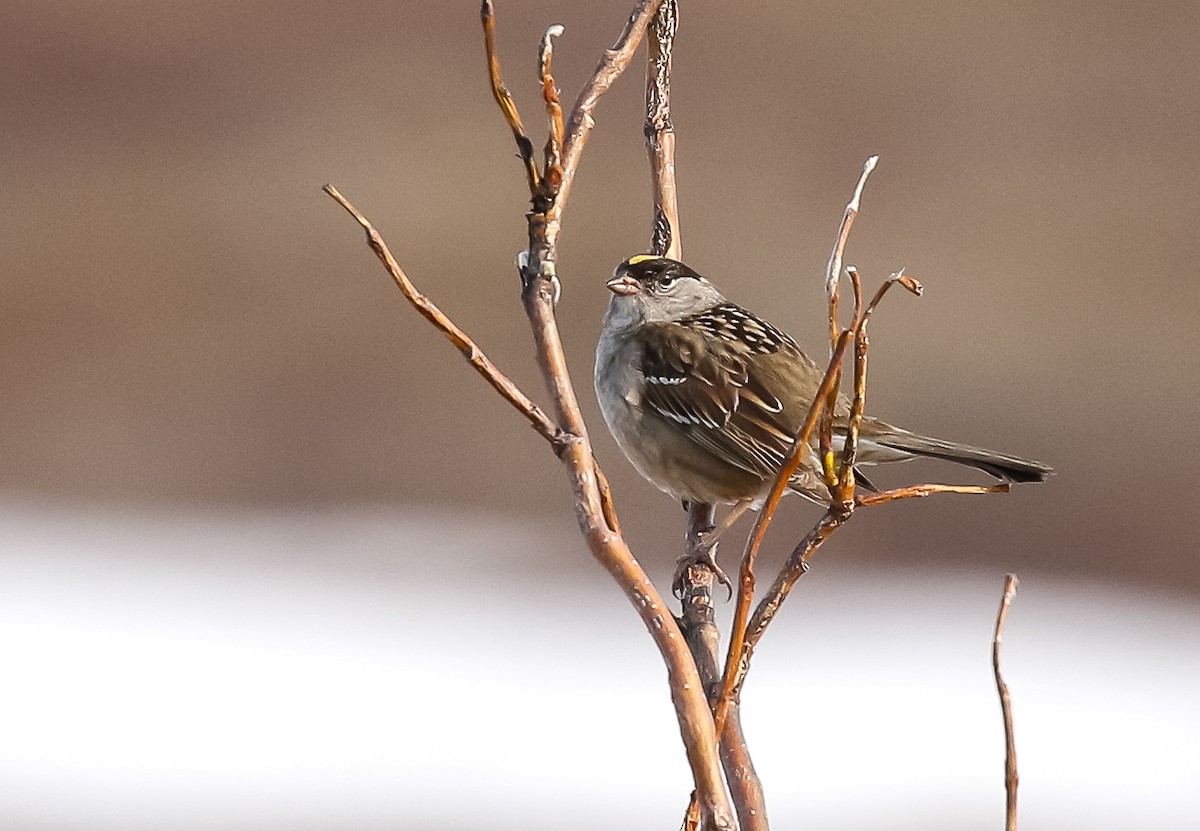 Golden-crowned Sparrow - ML621156917