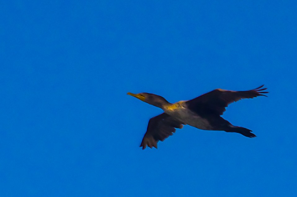 Double-crested Cormorant - ML621156935