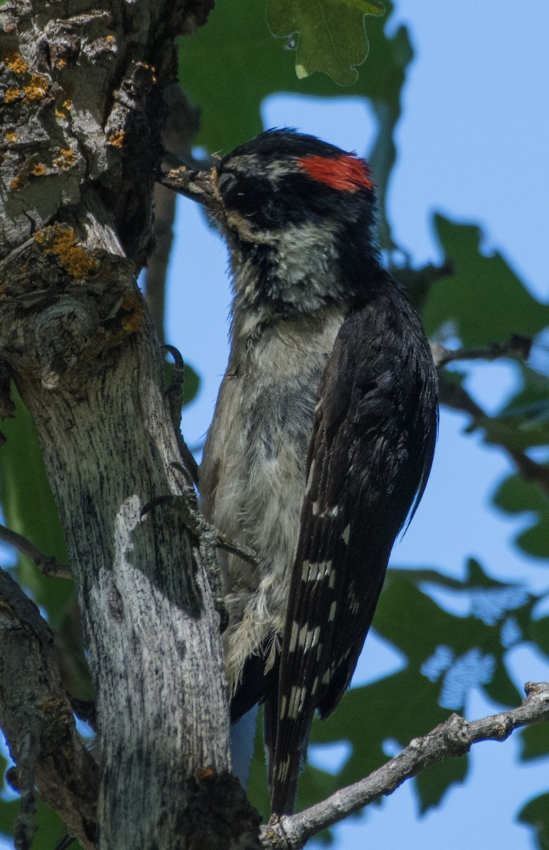 Downy Woodpecker - ML621156938