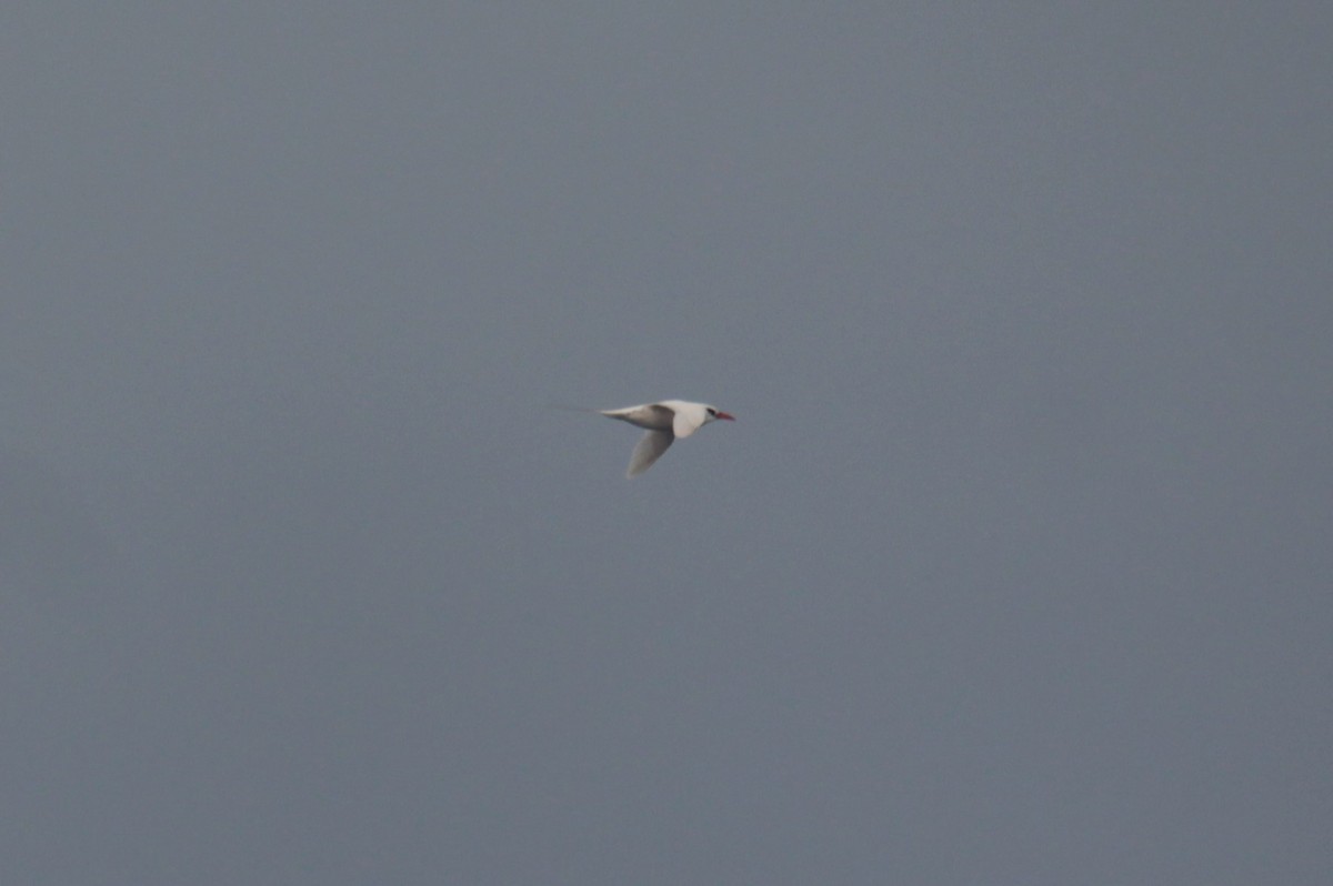 Red-tailed Tropicbird - ML621156949