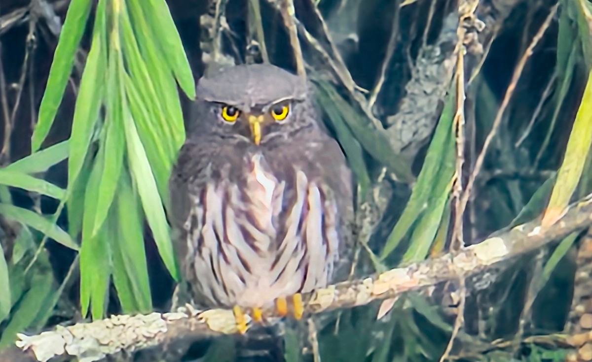 Northern Pygmy-Owl (Guatemalan) - ML621156960
