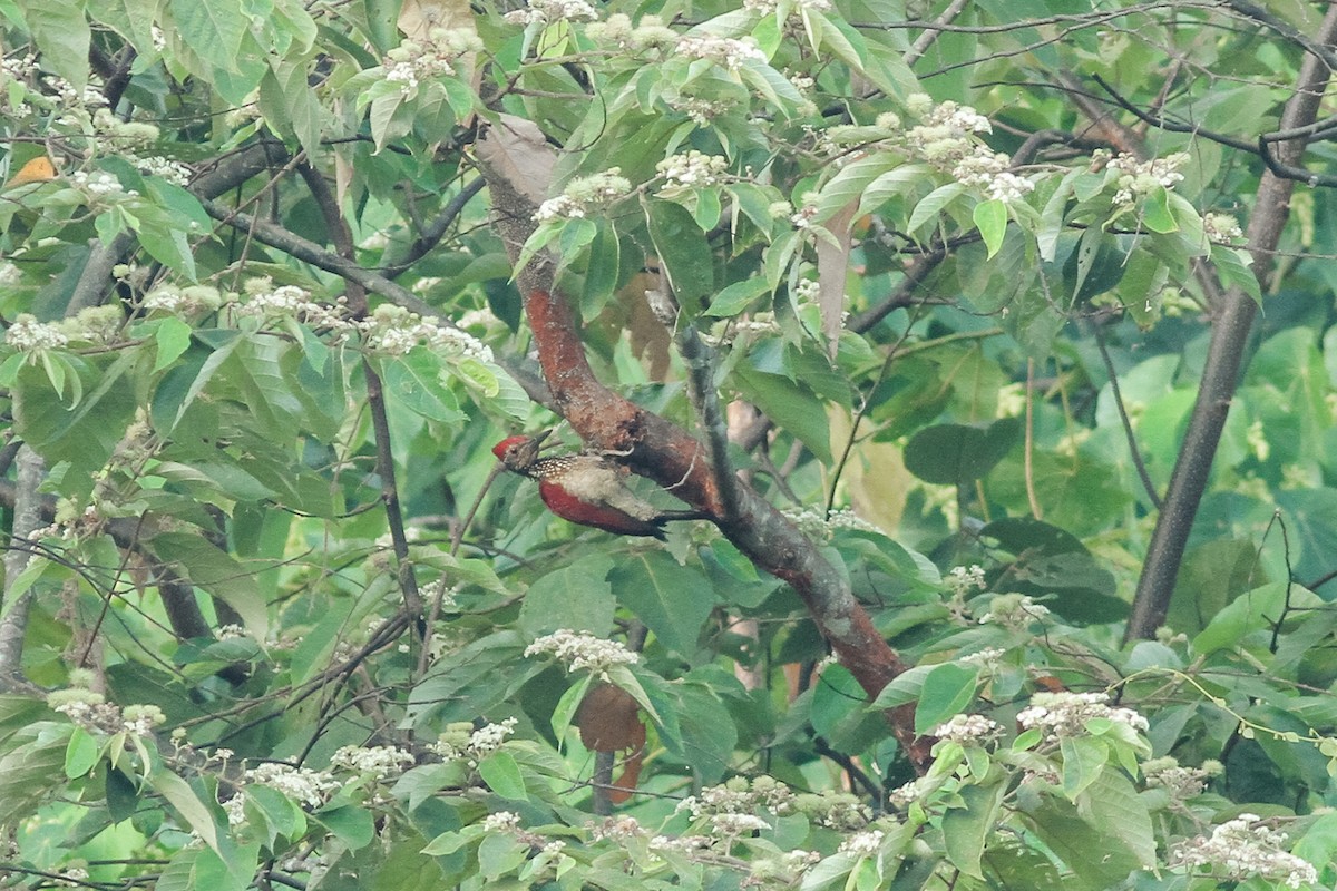 Luzon Flameback - Wich’yanan Limparungpatthanakij