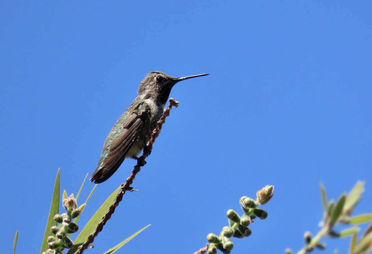 Anna's Hummingbird - ML621156966