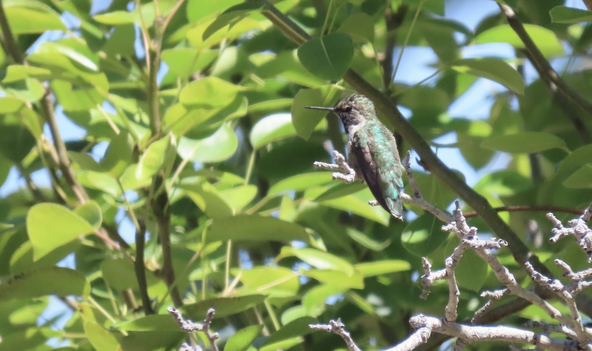 Anna's Hummingbird - ML621156968