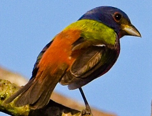 Painted Bunting - ML621157005