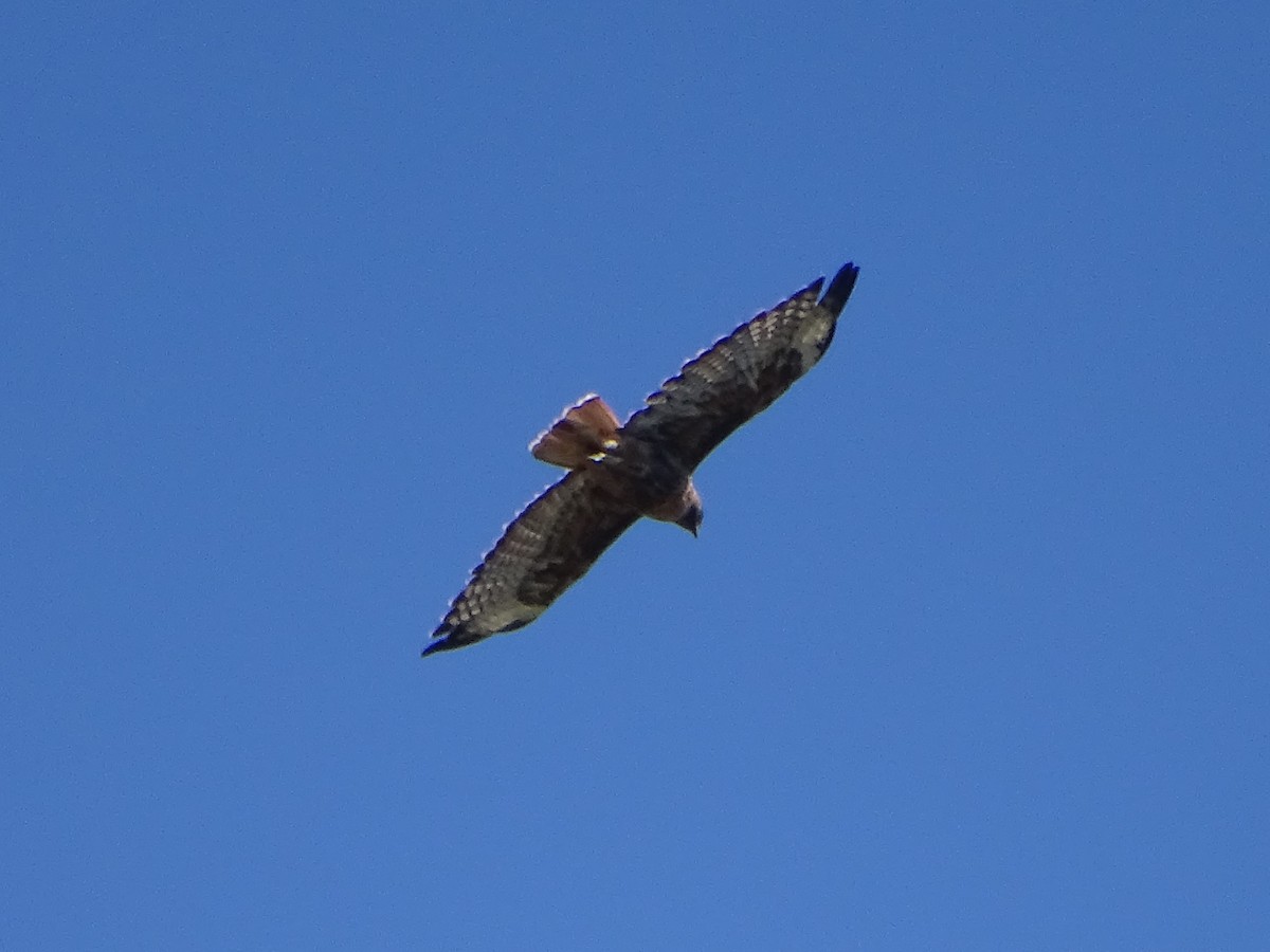 Red-tailed Hawk - ML621157023
