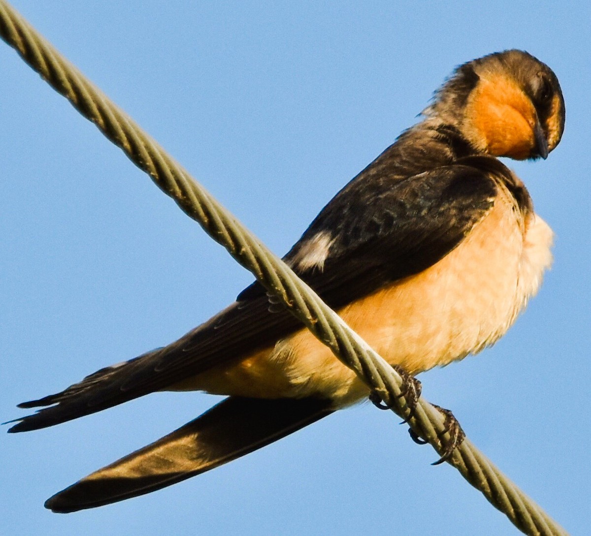 Barn Swallow - ML621157051