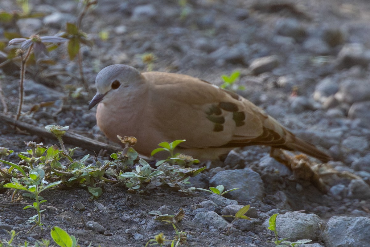 Emerald-spotted Wood-Dove - ML621157062