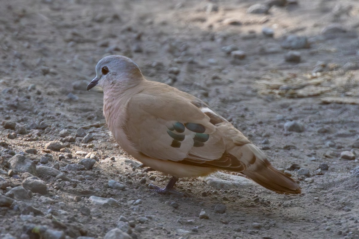 Emerald-spotted Wood-Dove - ML621157063