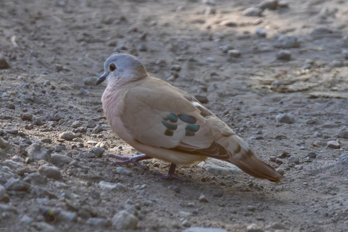 Emerald-spotted Wood-Dove - ML621157064