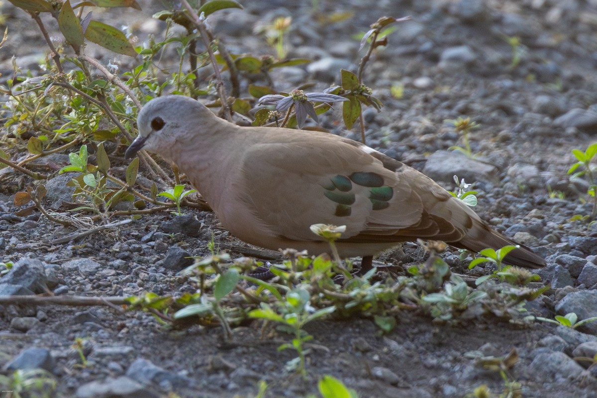 Emerald-spotted Wood-Dove - ML621157065