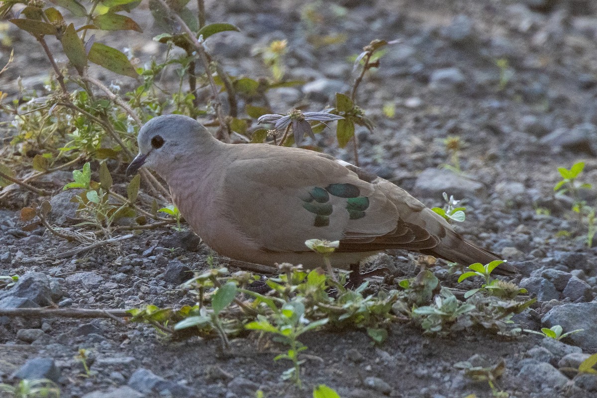 Emerald-spotted Wood-Dove - ML621157066