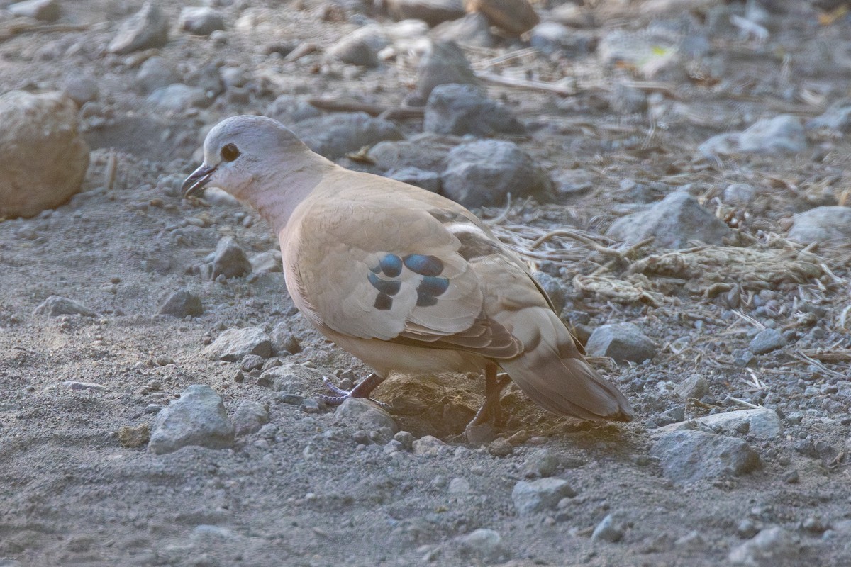 Emerald-spotted Wood-Dove - ML621157067