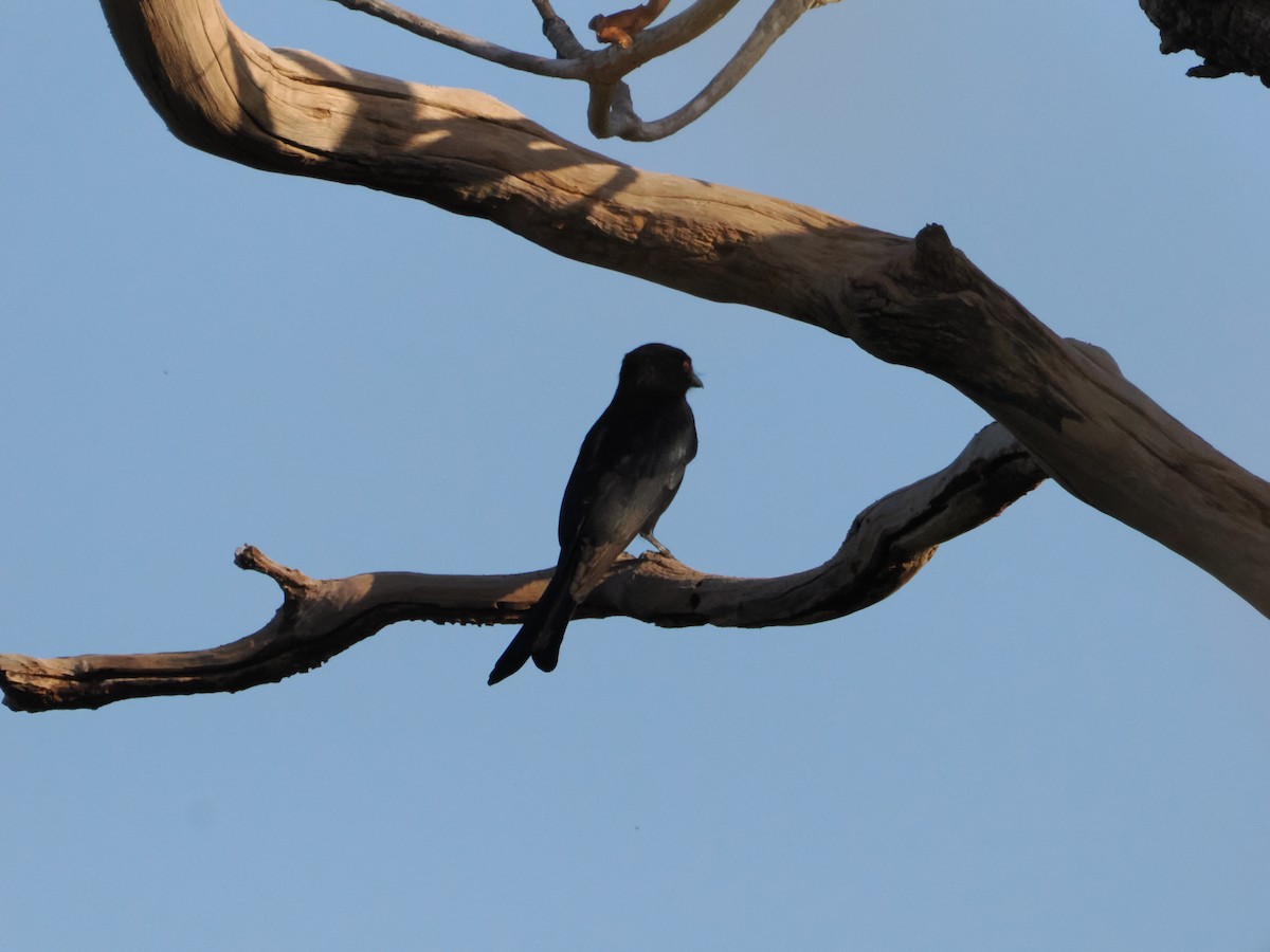 Fork-tailed Drongo (Glossy-backed) - ML621157077