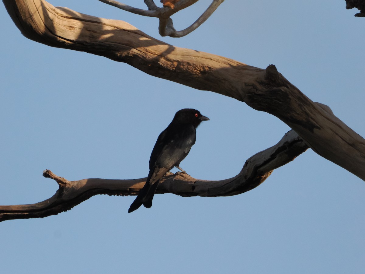 Fork-tailed Drongo (Glossy-backed) - ML621157078