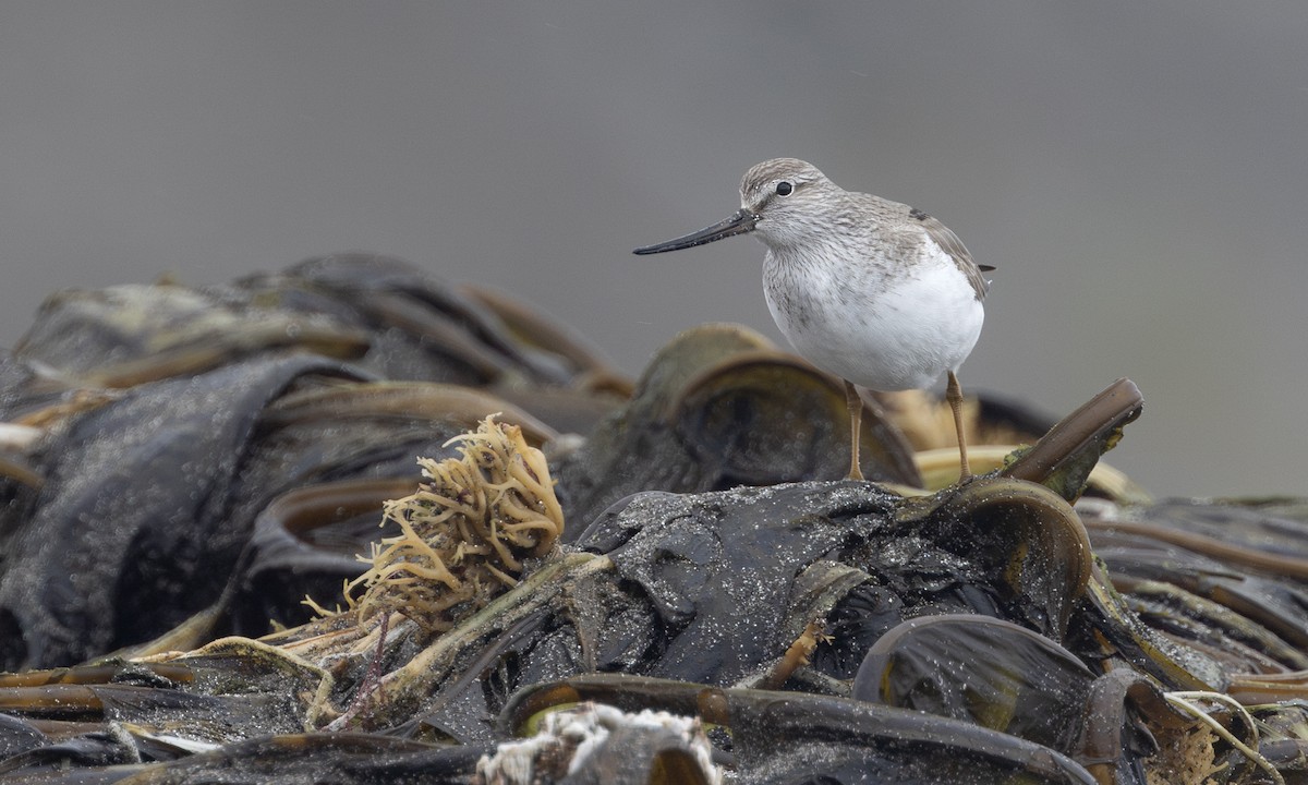 Terek Sandpiper - ML621157079