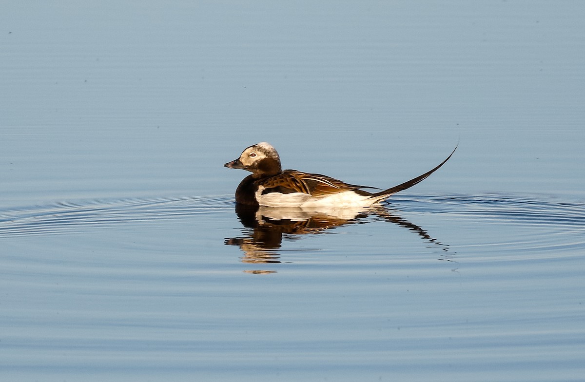 Long-tailed Duck - ML621157080