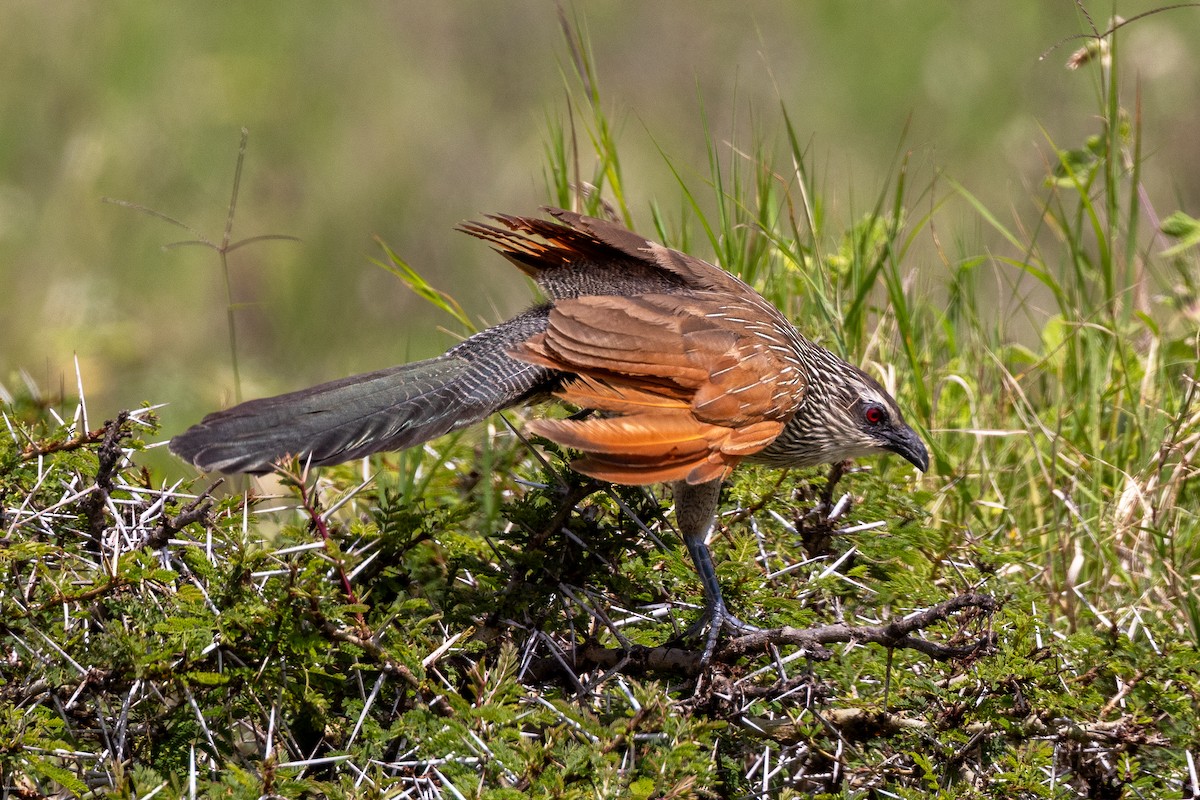 White-browed Coucal - ML621157088