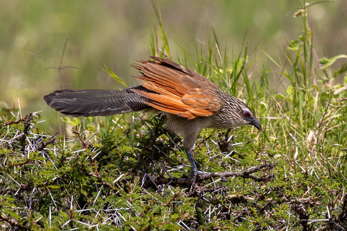 White-browed Coucal - ML621157089